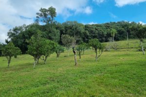 Chácara, no bairro São Giácomo em Caxias do Sul para Comprar