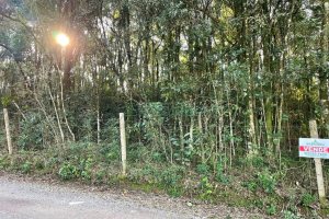 Terreno com 10062m², no bairro Pedancino em Caxias do Sul para Comprar