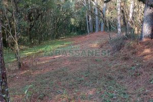 Chácara, no bairro Pedras Brancas em São Marcos para Comprar