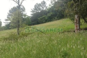 Terreno com 1939m², no bairro Linha 40 em Caxias do Sul para Comprar