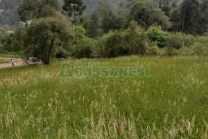 Terreno com 1939m², no bairro Linha 40 em Caxias do Sul para Comprar