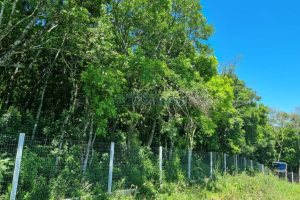 Chácara com 32710m², no bairro Linha Feijo em Caxias do Sul para Comprar