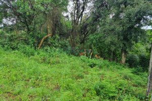 Terreno com 530m², no bairro Treviso em Caxias do Sul para Comprar