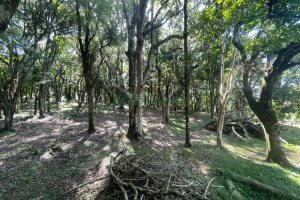 Terreno com 1397m², no bairro São Virgílio em Caxias do Sul para Comprar