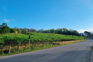 Chácara com 115365m², no bairro Monte Bérico em Caxias do Sul para Comprar