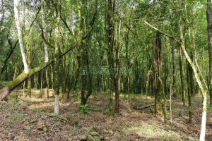 Chácara com 46600m², no bairro Galópolis em Caxias do Sul para Comprar