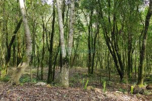 Chácara com 46600m², no bairro Galópolis em Caxias do Sul para Comprar