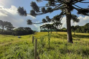 Terreno com 550000m², no bairro Vila Seca em Caxias do Sul para Comprar