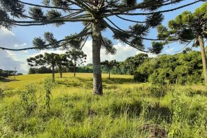 Terreno com 550000m², no bairro Vila Seca em Caxias do Sul para Comprar