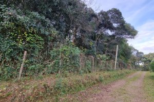 Terreno com 20413m², no bairro Pedancino em Caxias do Sul para Comprar