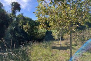 Chácara com 20000m², no bairro Linha 40 em Caxias do Sul para Comprar