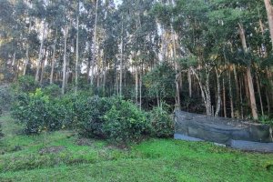 Terreno com 25260m², no bairro Fazenda Souza em Caxias do Sul para Comprar