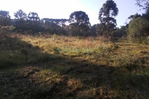 Chácara, no bairro Criúva em Caxias do Sul para Comprar