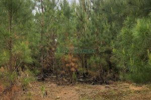 Terreno com 37387m², no bairro Sao Lucas em Caxias do Sul para Comprar