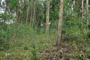 Terreno, no bairro São Giácomo em Caxias do Sul para Comprar