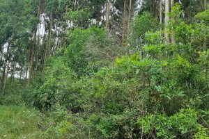 Terreno, no bairro São Giácomo em Caxias do Sul para Comprar