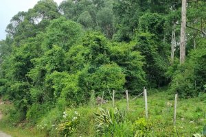 Terreno com 40200m², no bairro São Giácomo em Caxias do Sul para Comprar