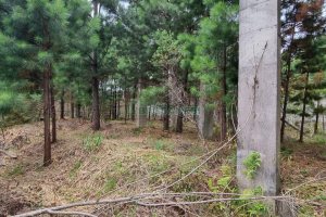Terreno, no bairro Bela Vista em Caxias do Sul para Comprar