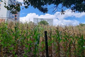 Terreno, no bairro São Luiz em Caxias do Sul para Comprar