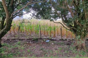 Terreno, no bairro São Luiz em Caxias do Sul para Comprar