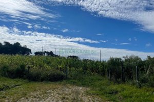 Terreno, no bairro São Luiz em Caxias do Sul para Comprar
