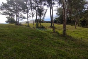 Chácara com 63810m², no bairro Cruzeiro em Caxias do Sul para Comprar