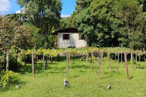 Casa com 72m², 2 dormitórios, 1 vaga, no bairro Fazenda Souza em Caxias do Sul para Comprar