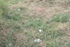 Terreno, no bairro Nossa Senhora das Graças em Caxias do Sul para Comprar