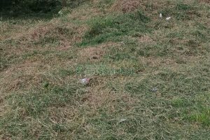 Terreno, no bairro Nossa Senhora das Graças em Caxias do Sul para Comprar