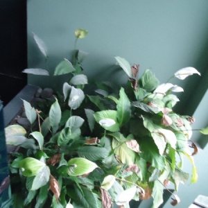 Sala com 101m², 2 vagas, no bairro Centro em Caxias do Sul para Comprar