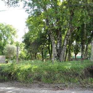 Terreno com 1280m², no bairro Desvio Rizzo em Caxias do Sul para Alugar