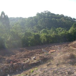 Terreno com 7000m², no bairro São Giácomo em Caxias do Sul para Alugar