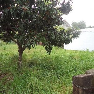 Terreno com 360m², no bairro Desvio Rizzo em Caxias do Sul para Alugar