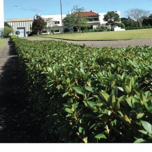 Pavilhão com 10000m², no bairro Nona legua em Caxias do Sul para Comprar