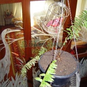 Casa com 600m², 5 dormitórios, 4 vagas, no bairro Saint Etienne em Caxias do Sul para Comprar