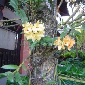 Casa com 600m², 5 dormitórios, 4 vagas, no bairro Saint Etienne em Caxias do Sul para Comprar