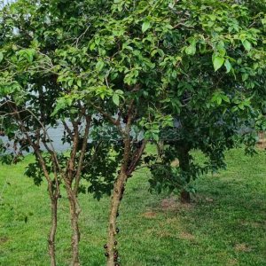 Casa com 193m², 4 dormitórios, 3 vagas, no bairro Desvio Rizzo em Caxias do Sul para Comprar