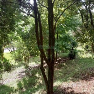 Casa com 400m², 3 dormitórios, 2 vagas, no bairro Santa Catarina em Caxias do Sul para Alugar