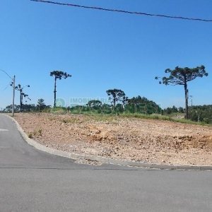 Terreno com 4810m², no bairro Sanvitto em Caxias do Sul para Alugar