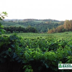 Chácara, no bairro Forqueta em Caxias do Sul para Comprar