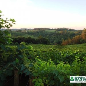 Chácara, no bairro Forqueta em Caxias do Sul para Comprar