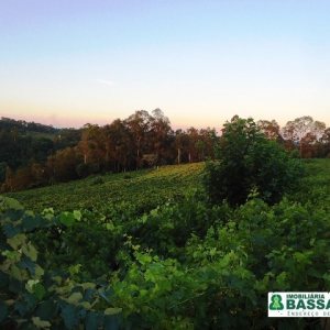 Chácara, no bairro Forqueta em Caxias do Sul para Comprar