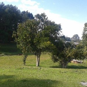 Casa com 80m², 3 dormitórios, 1 vaga, no bairro Jardim Iracema em Caxias do Sul para Comprar