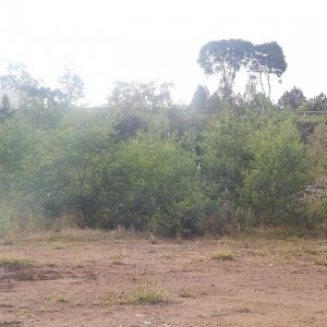 Terreno com 30800m², no bairro Linha Julieta em Farroupilha para Alugar