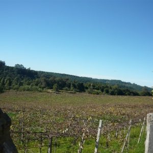 Chácara, no bairro Forqueta em Caxias do Sul para Comprar