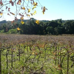 Chácara, no bairro Forqueta em Caxias do Sul para Comprar