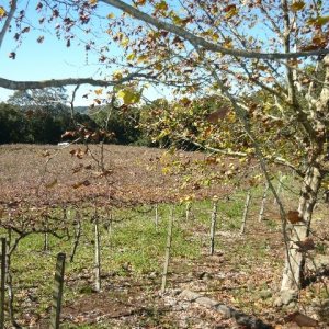 Chácara, no bairro Forqueta em Caxias do Sul para Comprar