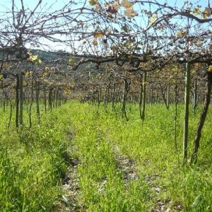 Chácara, no bairro Forqueta em Caxias do Sul para Comprar