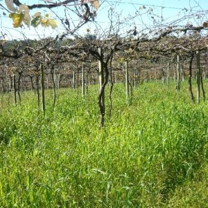 Chácara, no bairro Forqueta em Caxias do Sul para Comprar
