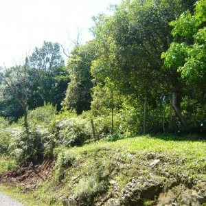 Chácara, no bairro Nossa Senhora do Rosário em Caxias do Sul para Comprar